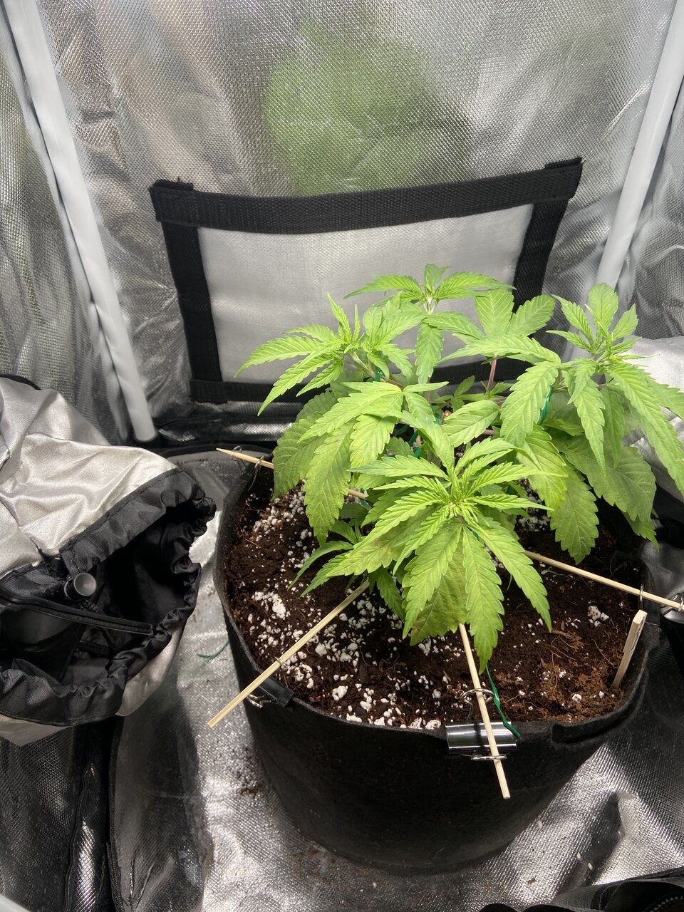 Flower Power. Topped 1 week ago and trained down on chopsticks.
