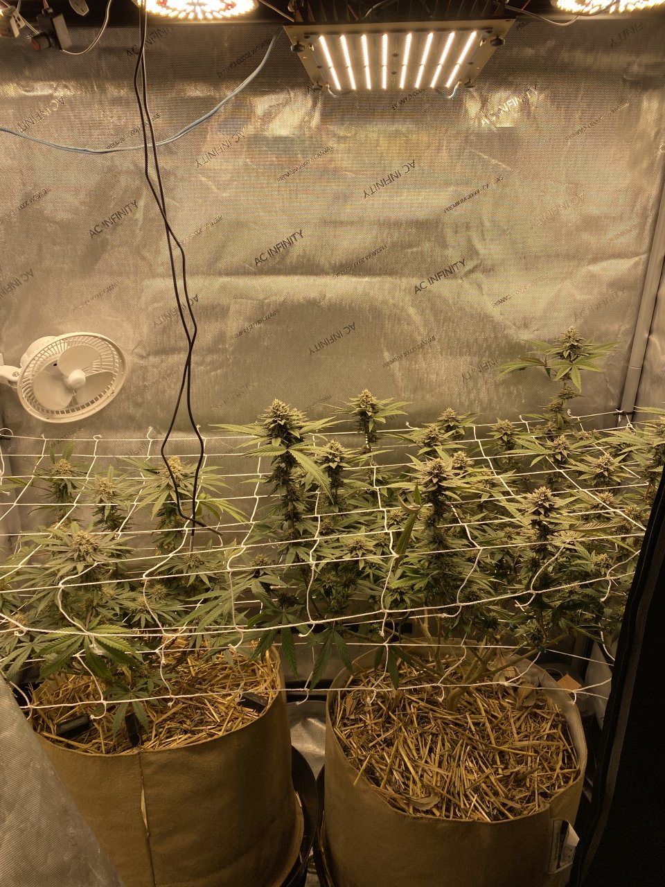 Flower Tent day 43