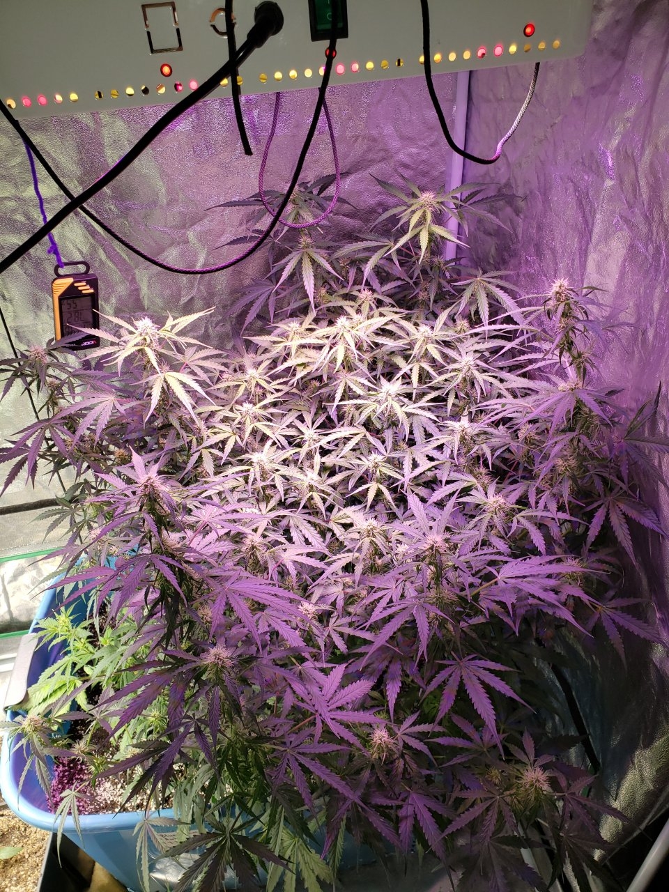 Flowering out Pineapple Express Auto