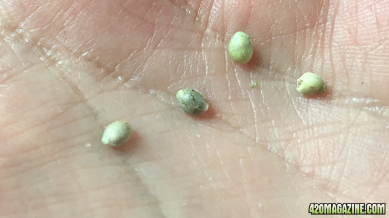 Found seeds from Royal Gorilla