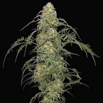 Freakshow-Humboldt-Seeds-cannabissamen-cannapot-hanfsamen.jpg