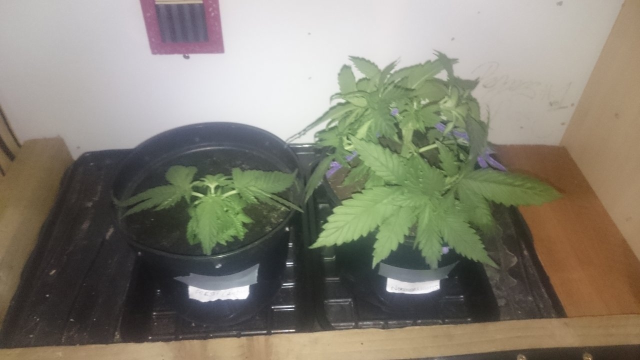 Fresh Candy left and Northernlights right