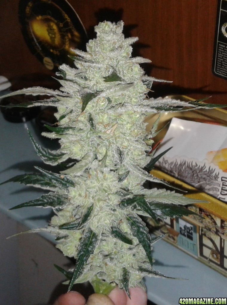 frosty Tangie cola