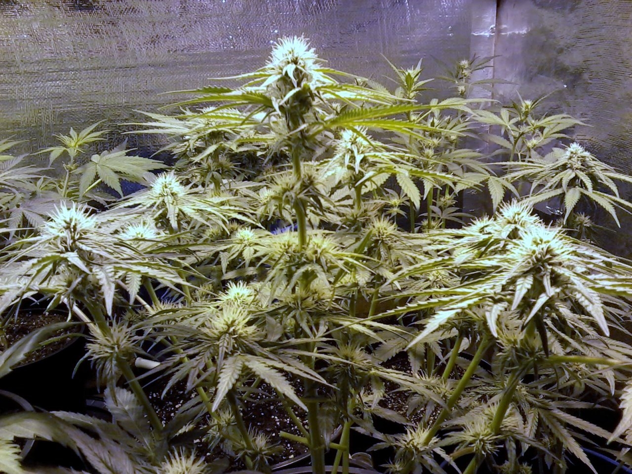 Fruity Pebbles after removing of large main stem shading leaves or fan leaves. Look at those side shoots at the top of my canopy enjoying the same apical dominance as the main stem.