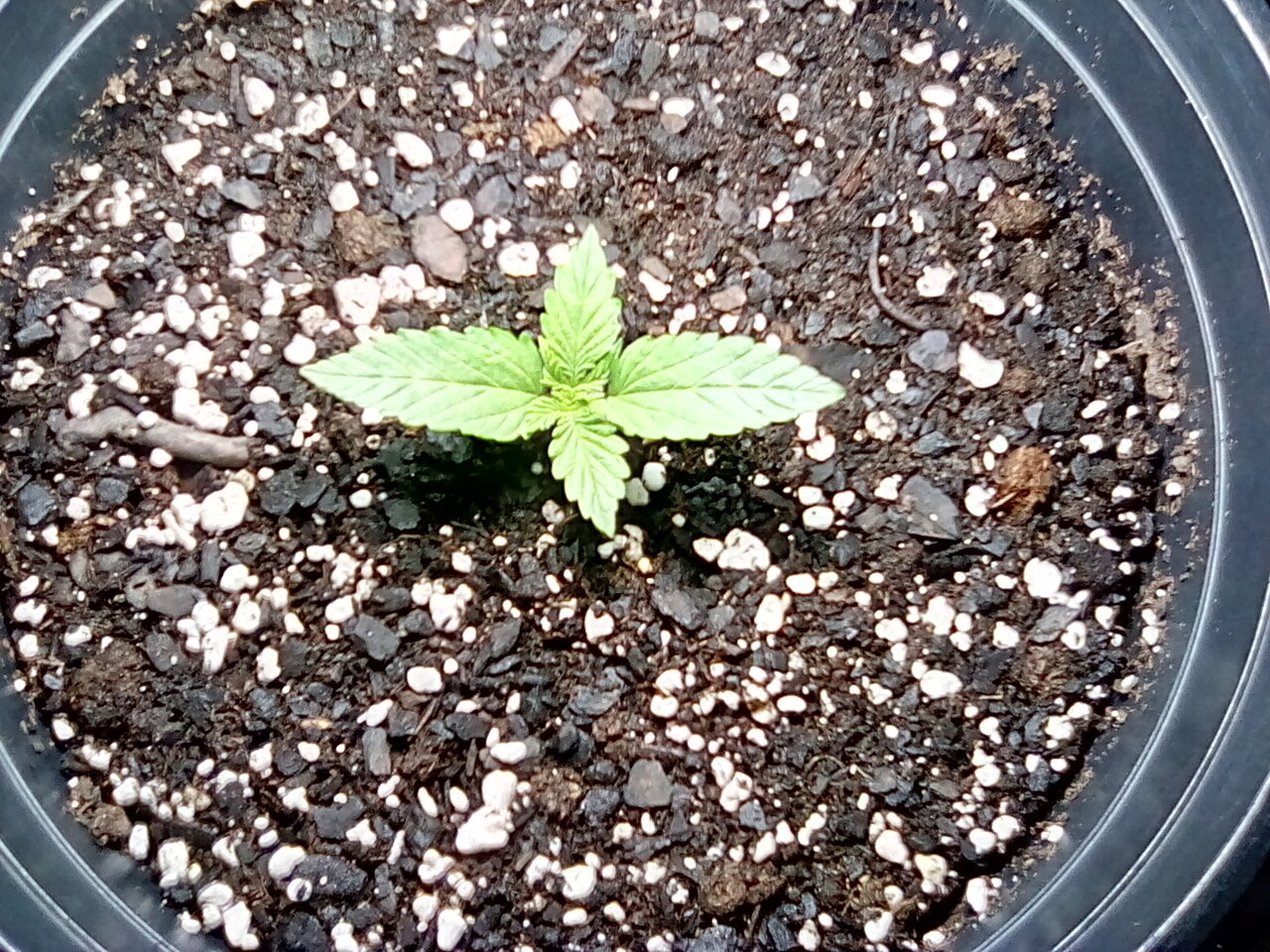 Fruity pebbles day 6