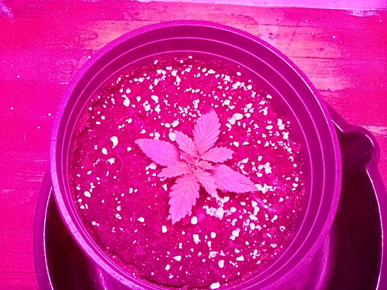 Fruity pebbles day 8