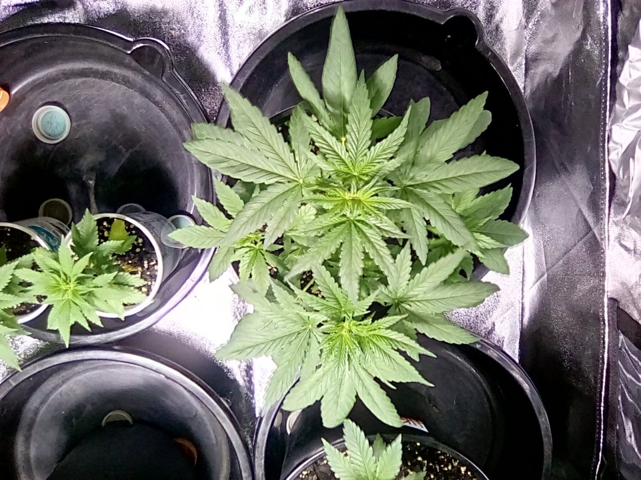 Fruity Pebbles probable male due to lack of symmetry in leaves and has already alternated nodes with leaf spurs pointing straight up and not crossing