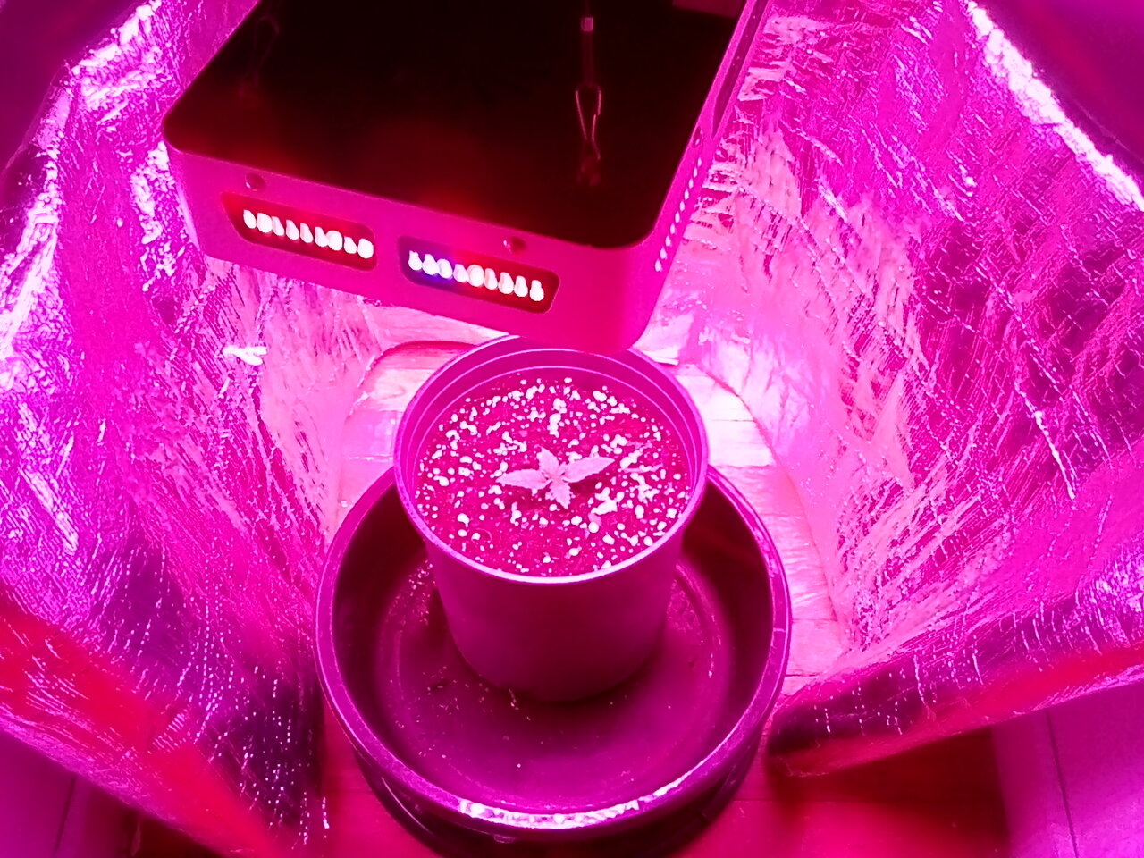 Fruity pebbles under led for some inexpensive vegging.Mother to be.