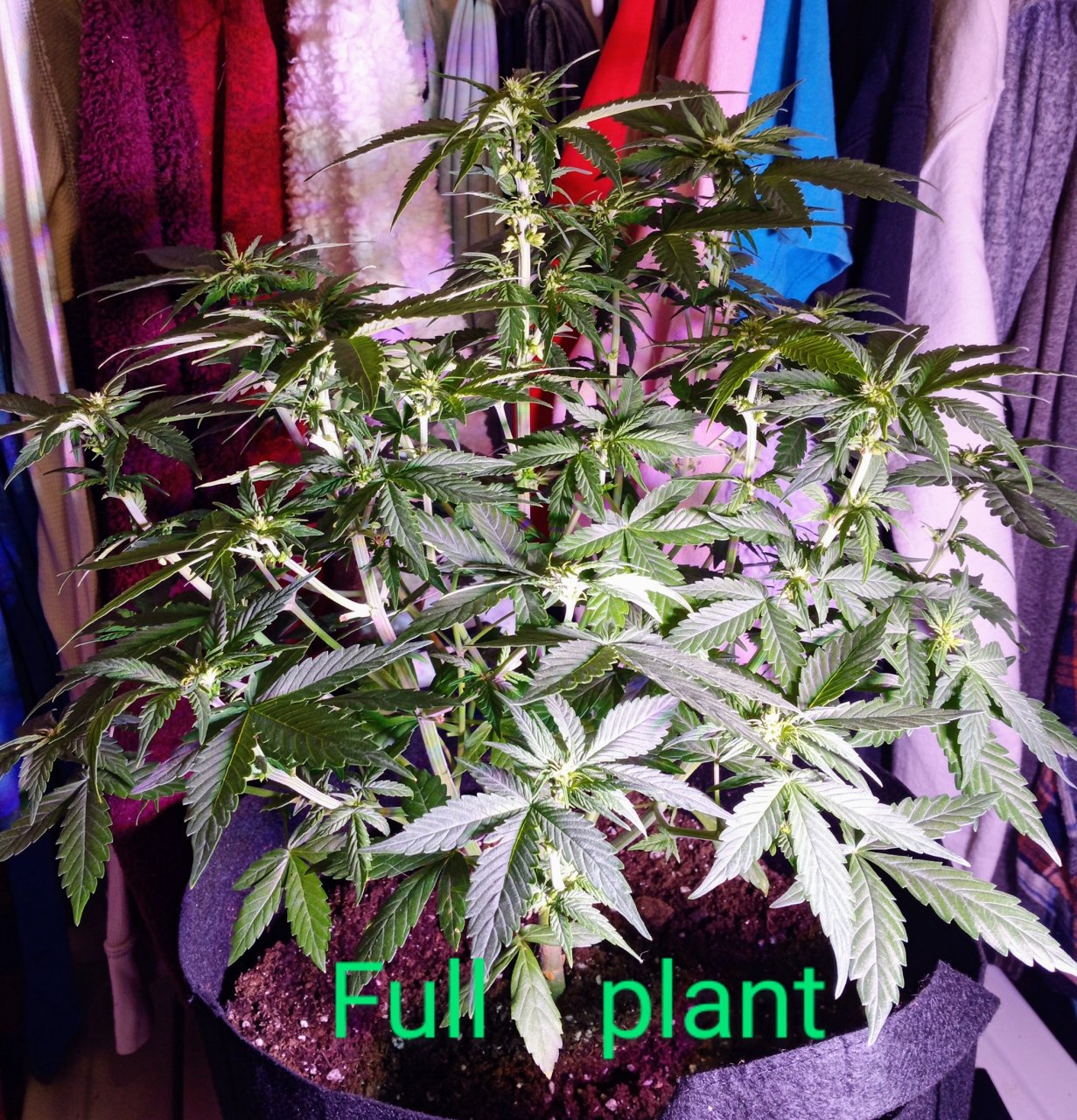 Full-Plant.jpg