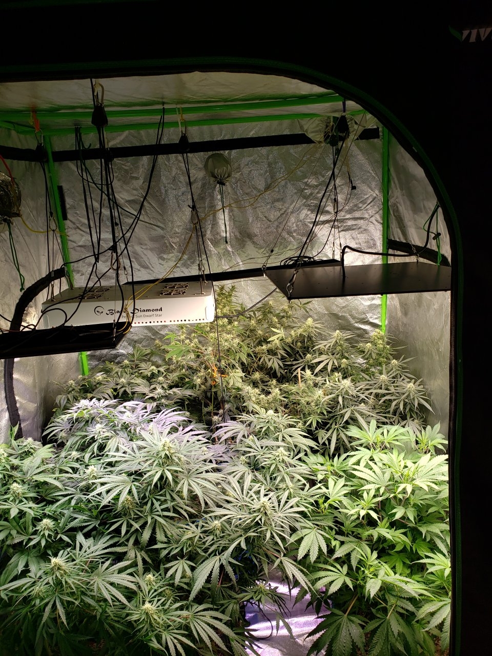 Full tent shot w/light on. Shes a bright one