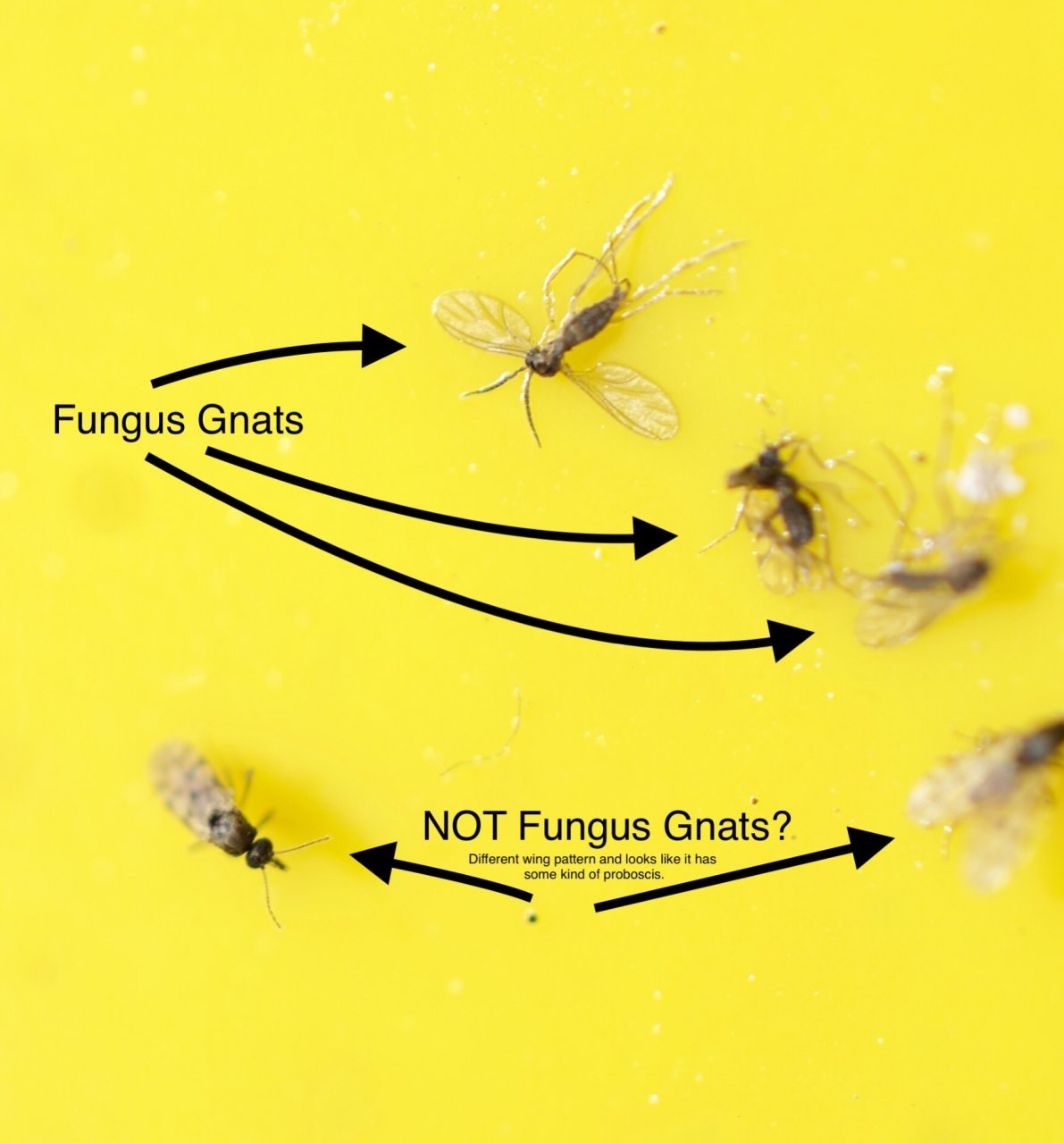 Fungus and gnats and others on sticky trap.jpeg