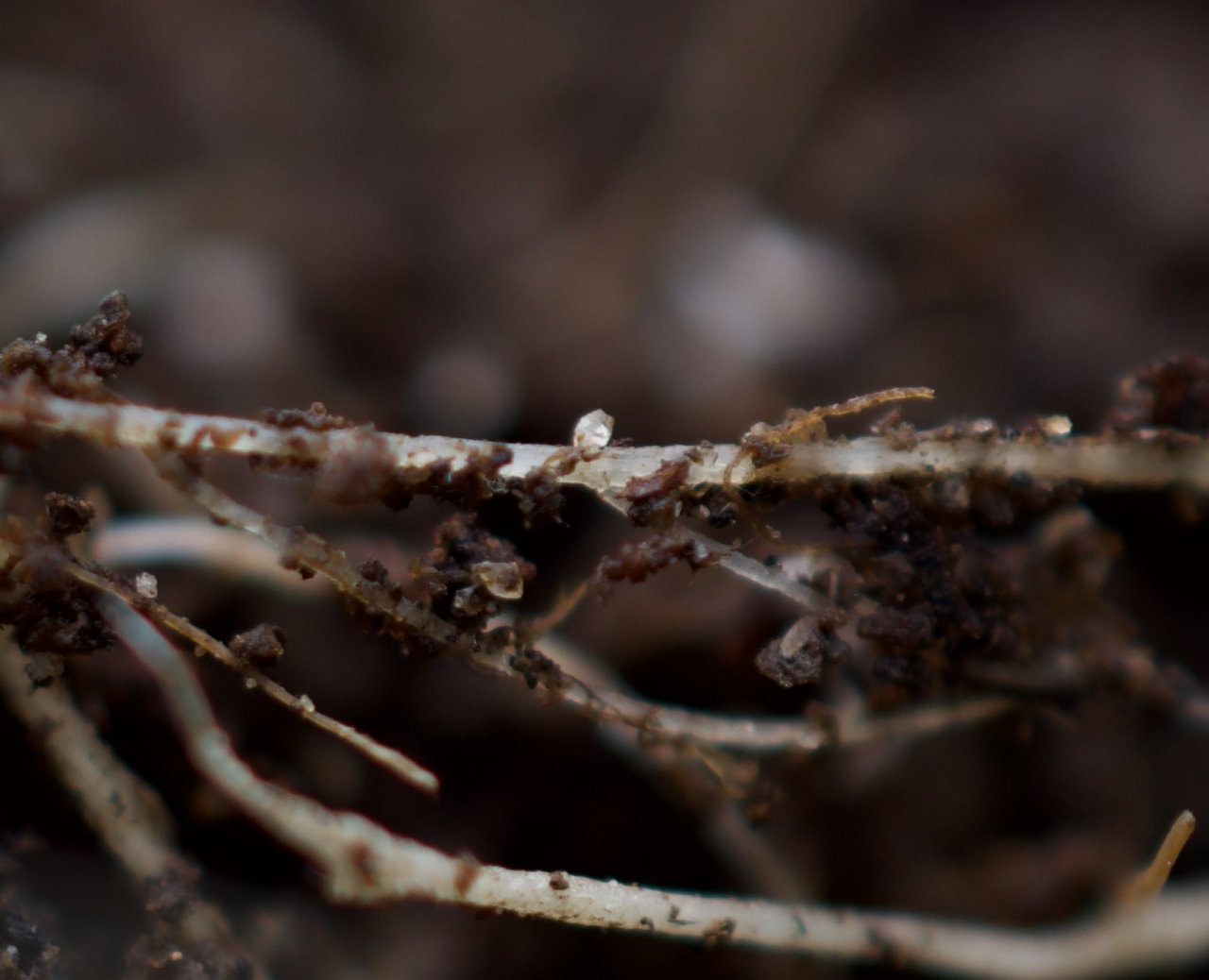 Fungus Gnat egg(?) on root.jpeg