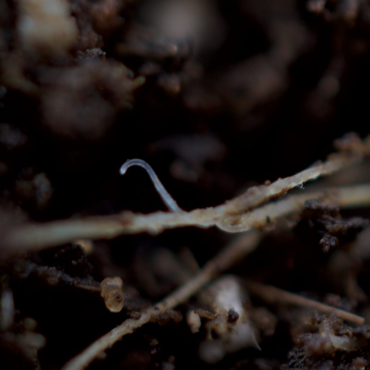 Fungus Gnat larvae on root.jpeg