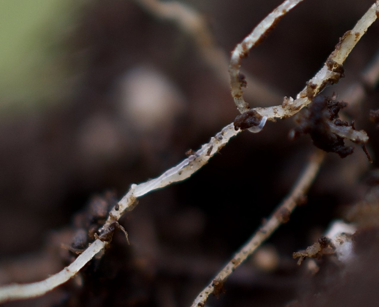 Fungus Gnat larvae on root.jpeg