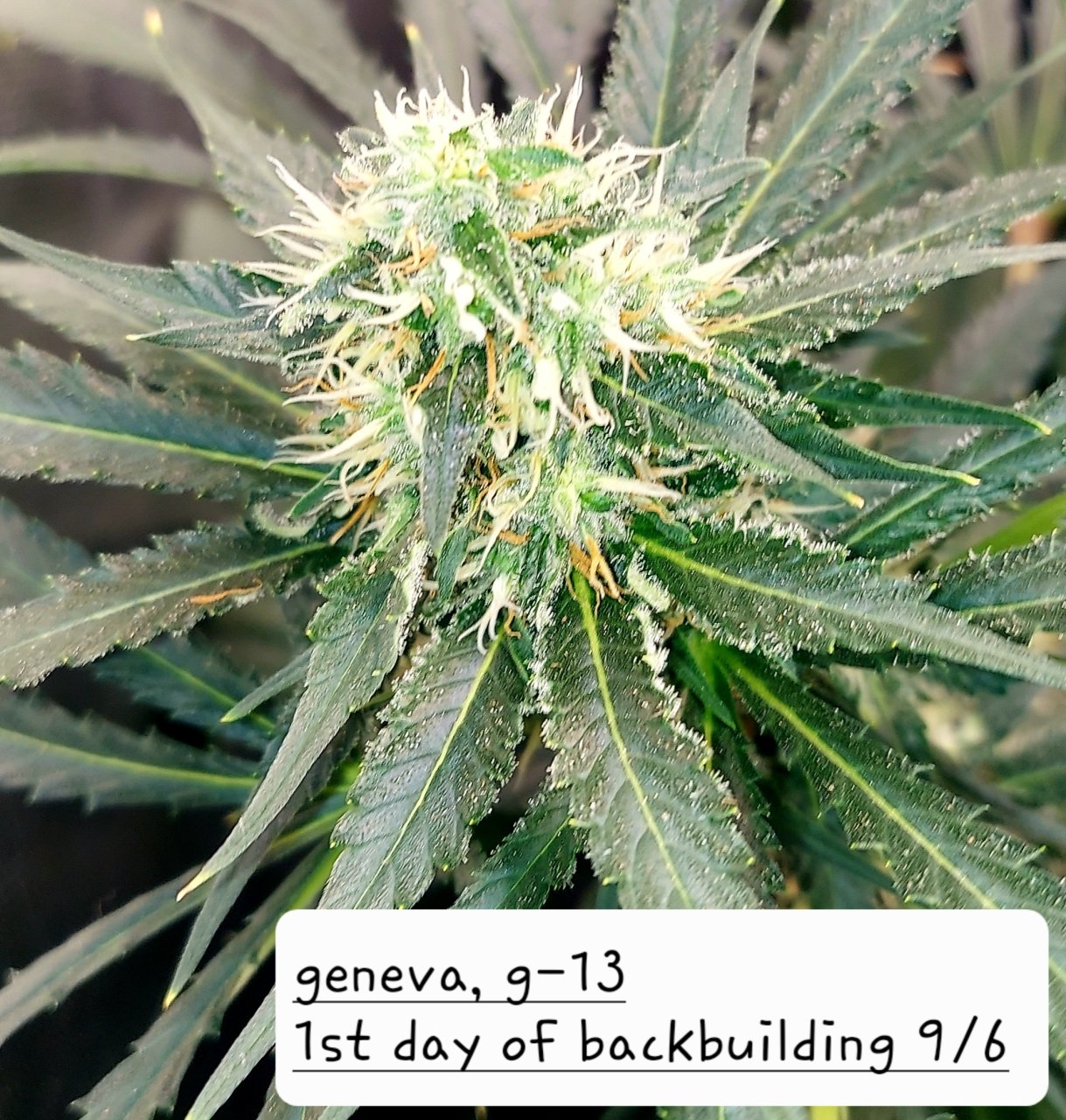 G-13-Back Building Buds-Grow Journal