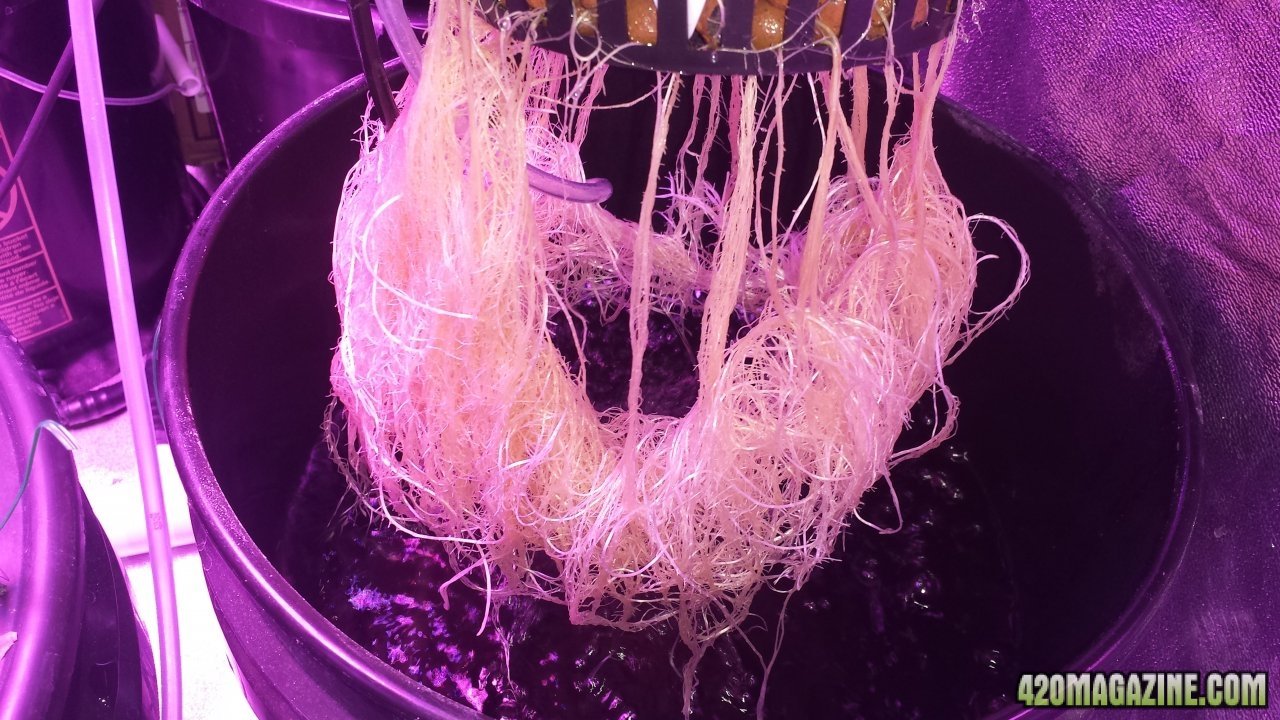 G3 Day 21 Roots