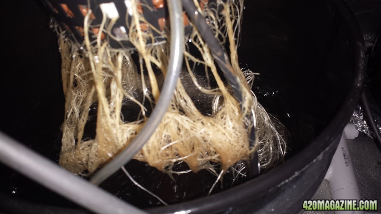 G3 Day 22 roots