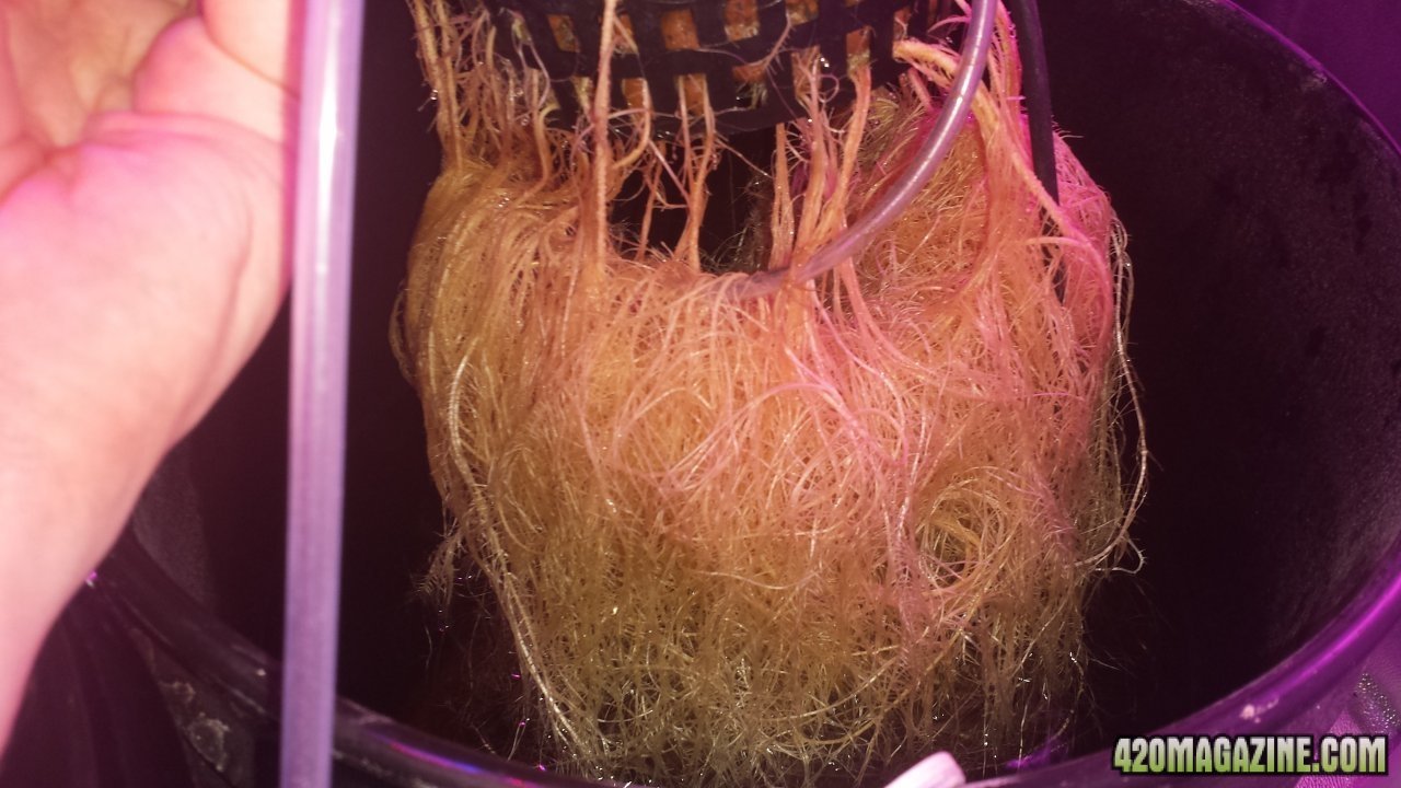 G3 Day 34 roots