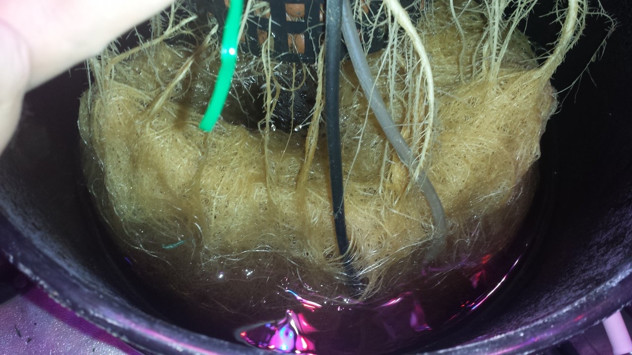 G3 F-Day 16 roots