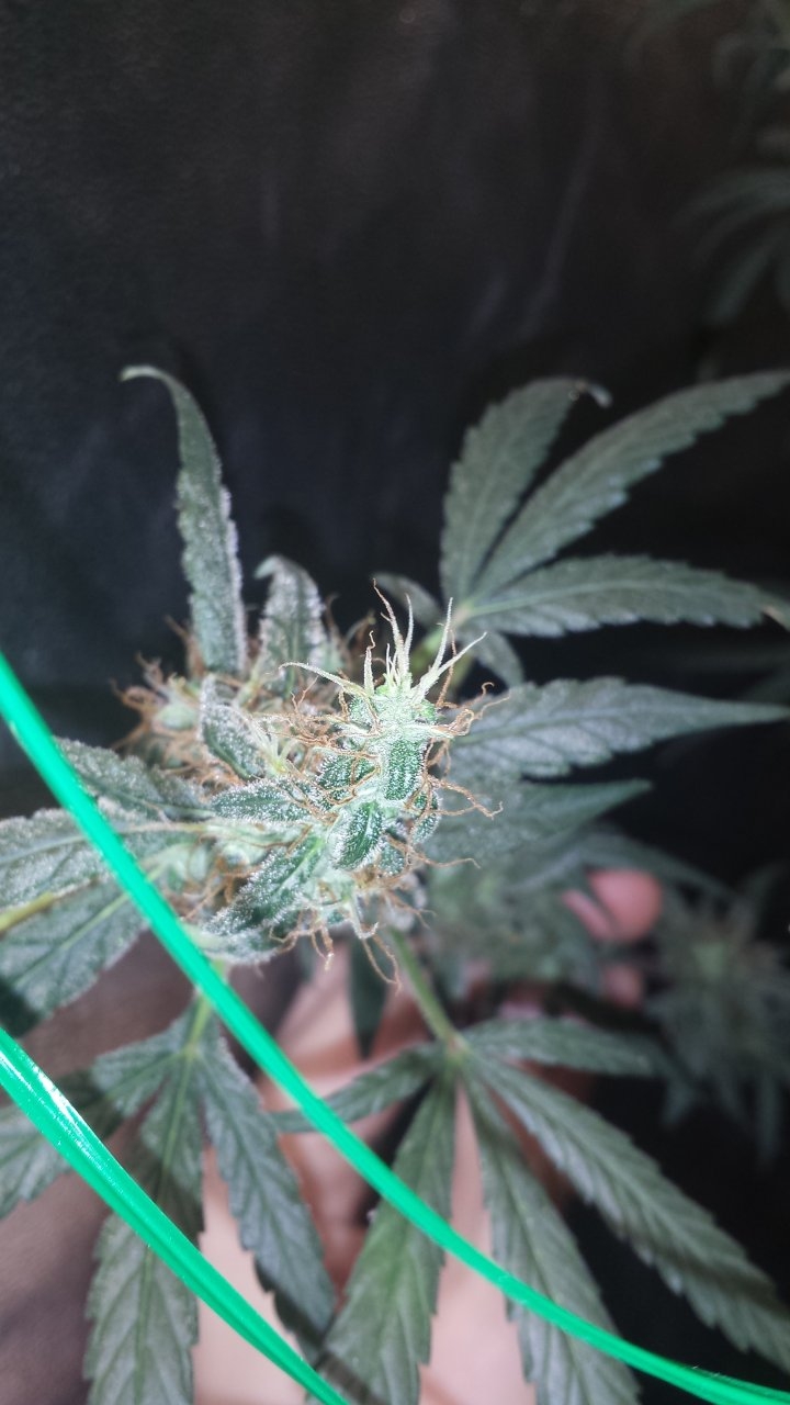G3 F-Day 73 foxtailing?