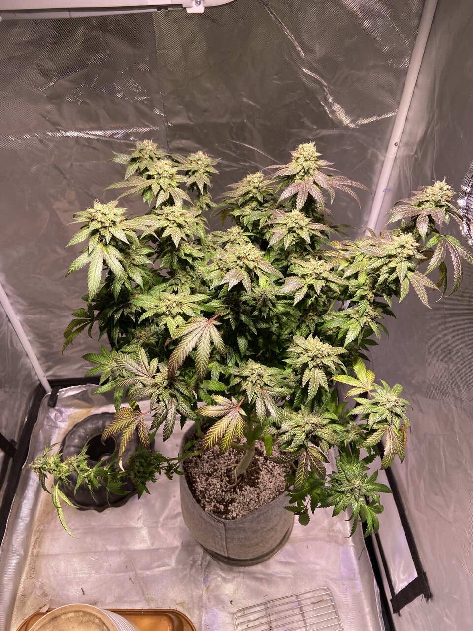 gasfruit day 57