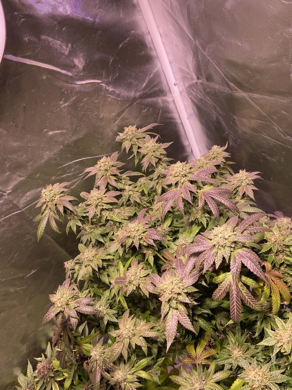 Gasfruit day 58