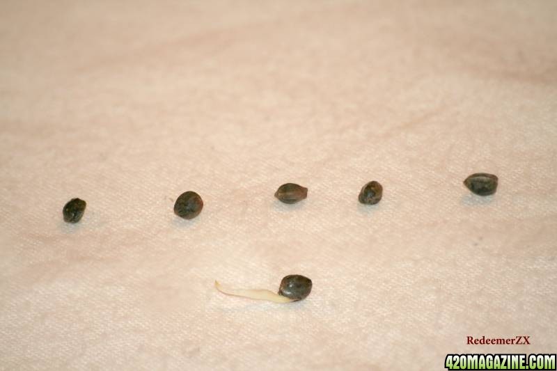 Germinated Seed