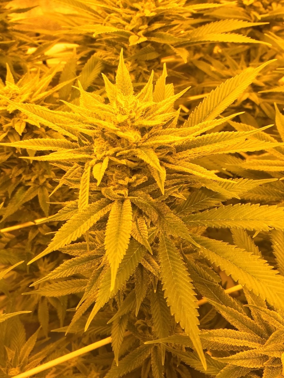 GG4 starting to frost