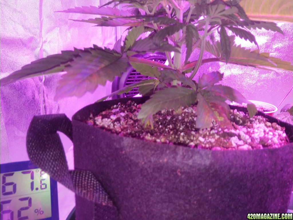 Ghost Train Haze babies @ 29 days from seed