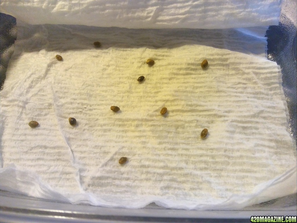 GHT#1 seeds set to germinate