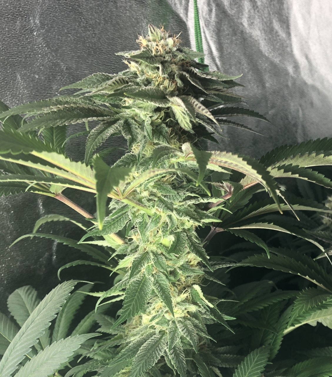Gift of Fire F2 main cola