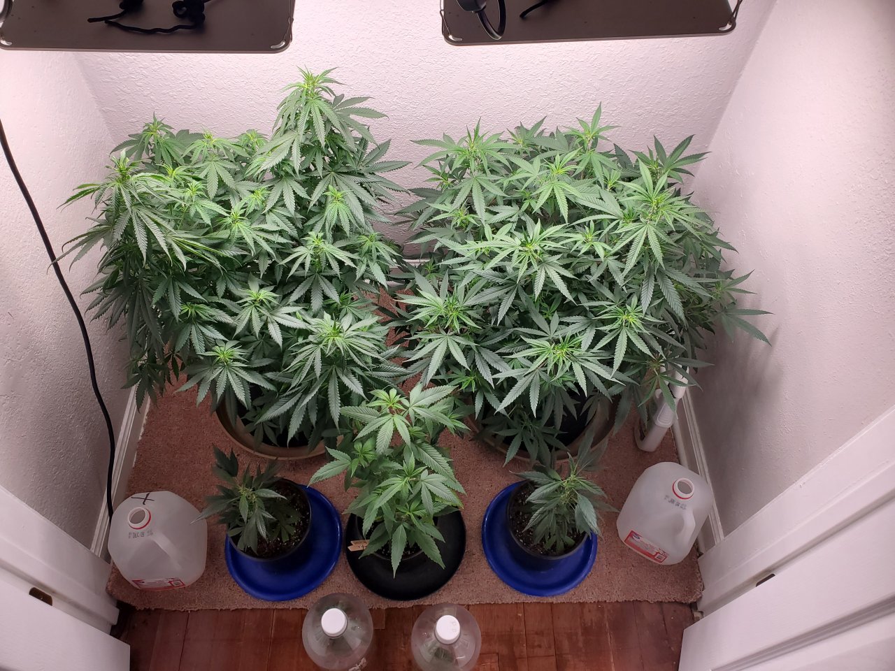 Gir Scout Cookies (left) Blackberry Gum (right) Dos si dos clone front & center, flanked by Purple Punch clones