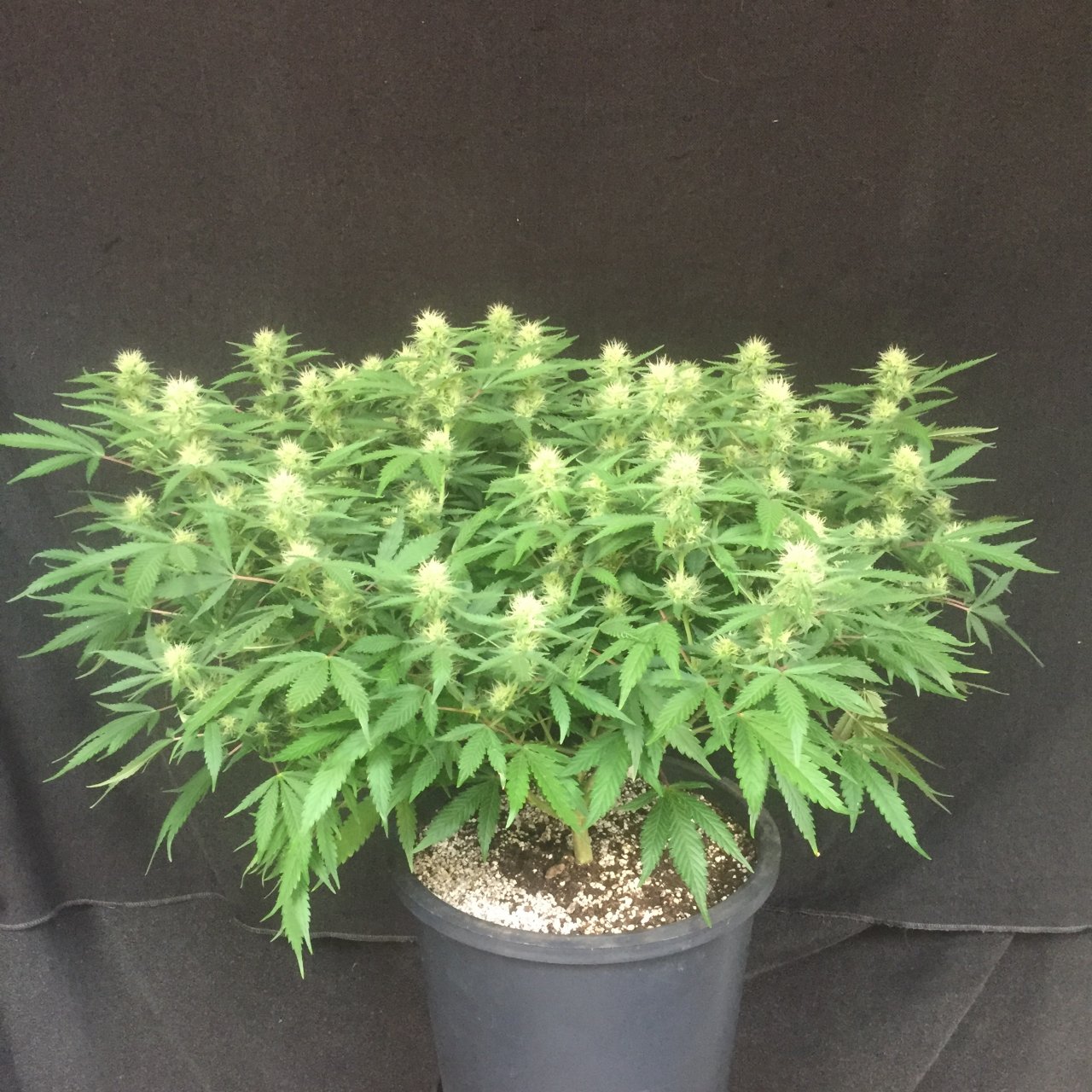 Girl Scout Cookies, day 22
