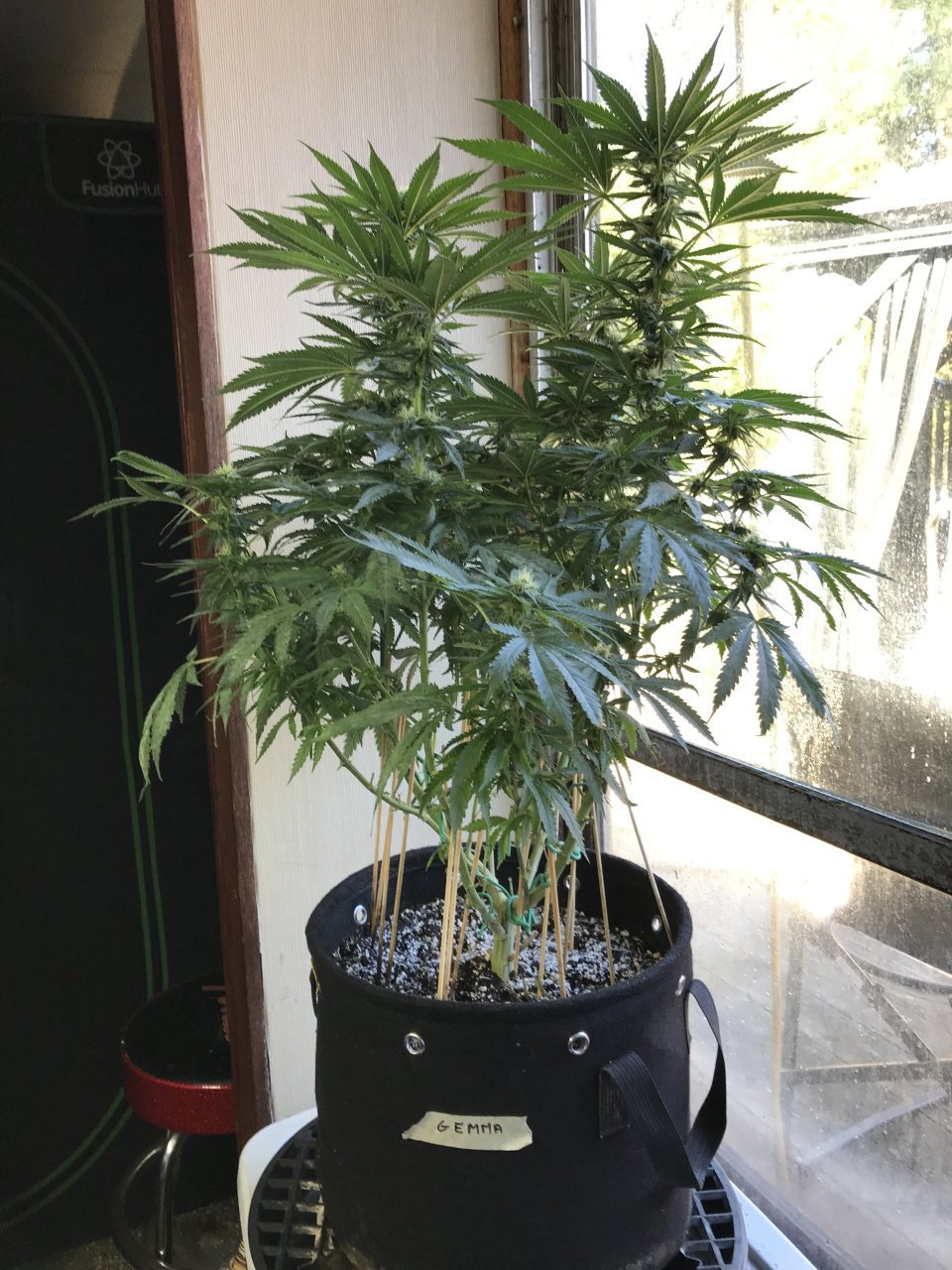 Girl Scout Cookies (Gemma)-Day 14F-r.JPG