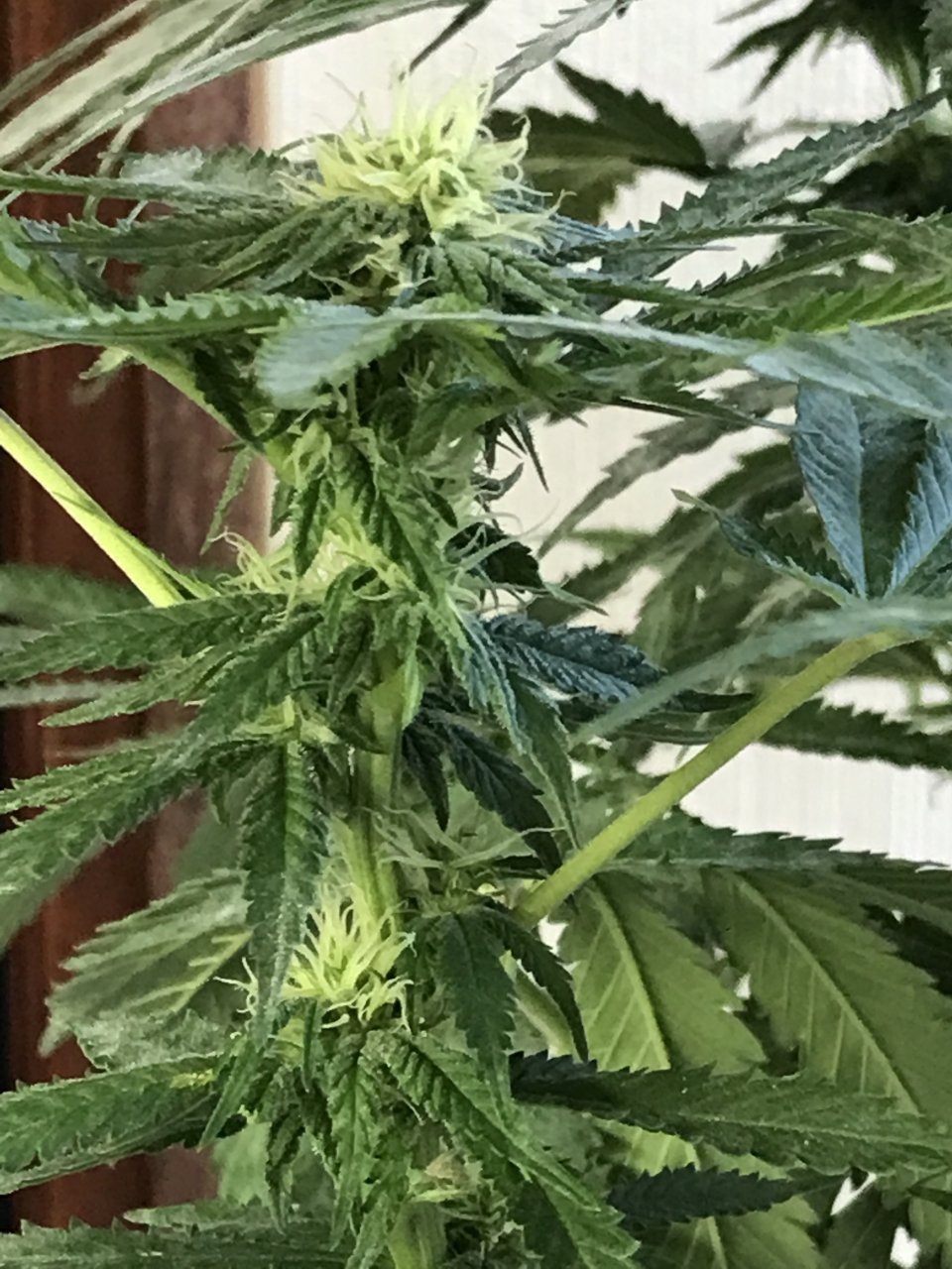 Girl Scout Cookies (Gemma)-Day 14F-t.JPG