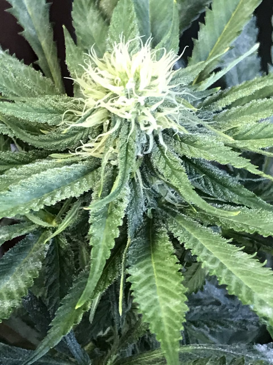 Girl Scout Cookies (Gemma)-Day 14F-v.JPG