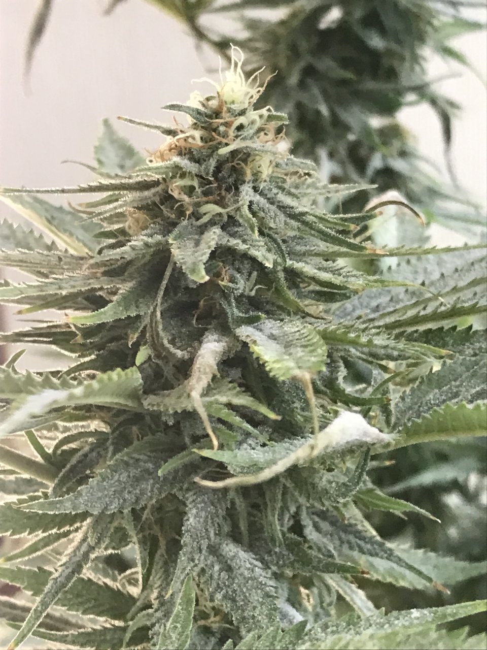 Girl Scout Cookies (Gemma)-Day 31F-c.JPG