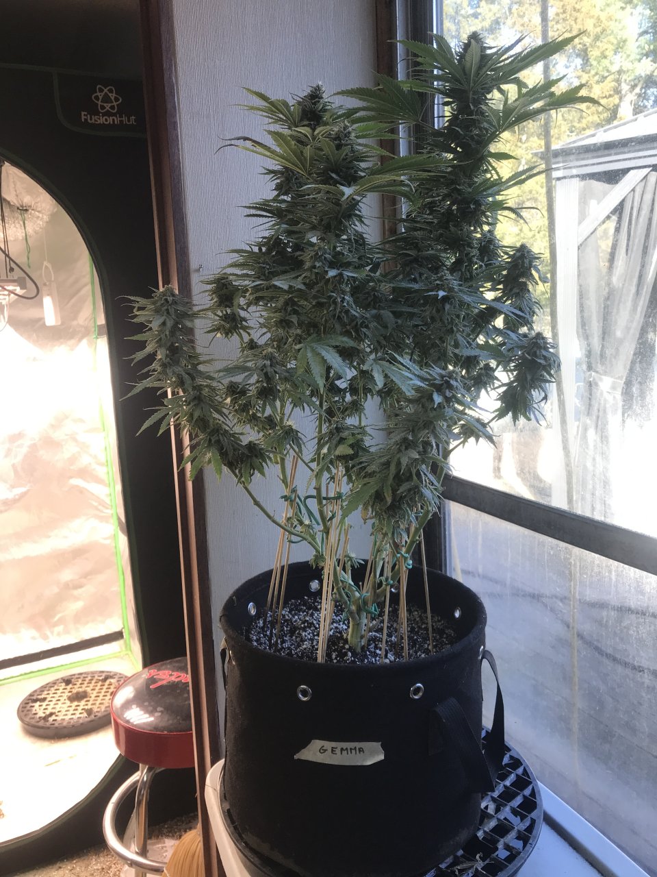 Girl Scout Cookies (Gemma)-Day 36F-a.JPG