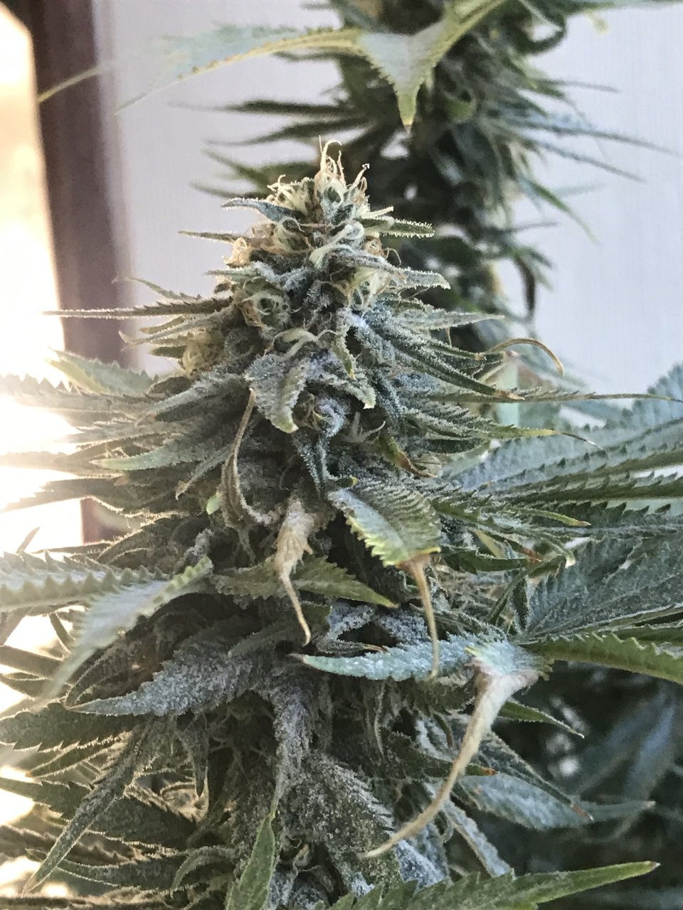 Girl Scout Cookies (Gemma)-Day 36F-c.JPG
