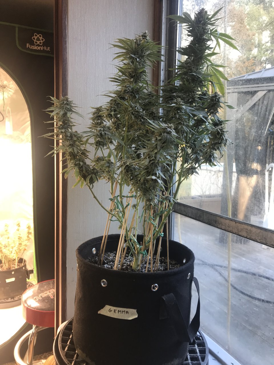 Girl Scout Cookies (Gemma)-Day 42F-h.JPG