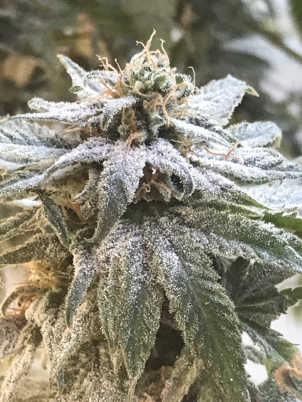 Girl Scout Cookies (Gemma)-Day 42F-m.JPG