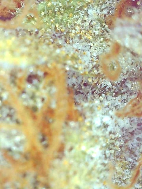 Girl Scout Cookies (Gemma)-Day 58F Trichomes--p.jpg