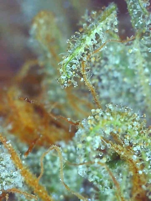 Girl Scout Cookies (Gemma)-Day 58F Trichomes--q.jpg