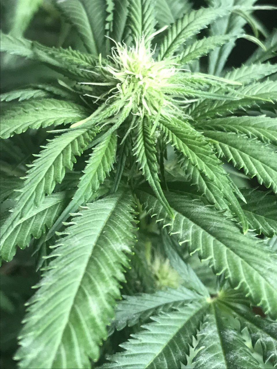 Girl Scout Cookies (Gemma)-Day 8F-p.JPG