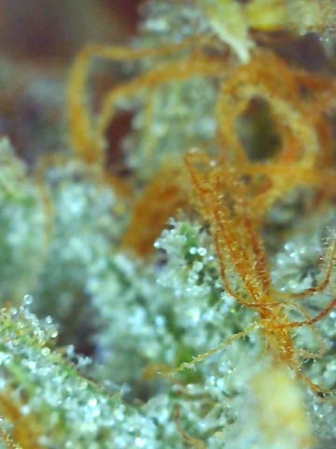 Girl Scout Cookies (Gemma)-Trichomes on Day 71F-d.jpg