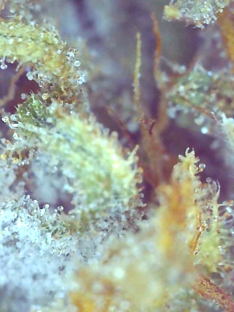 Girl Scout Cookies (Gemma)-Trichomes on Day 71F-h.jpg