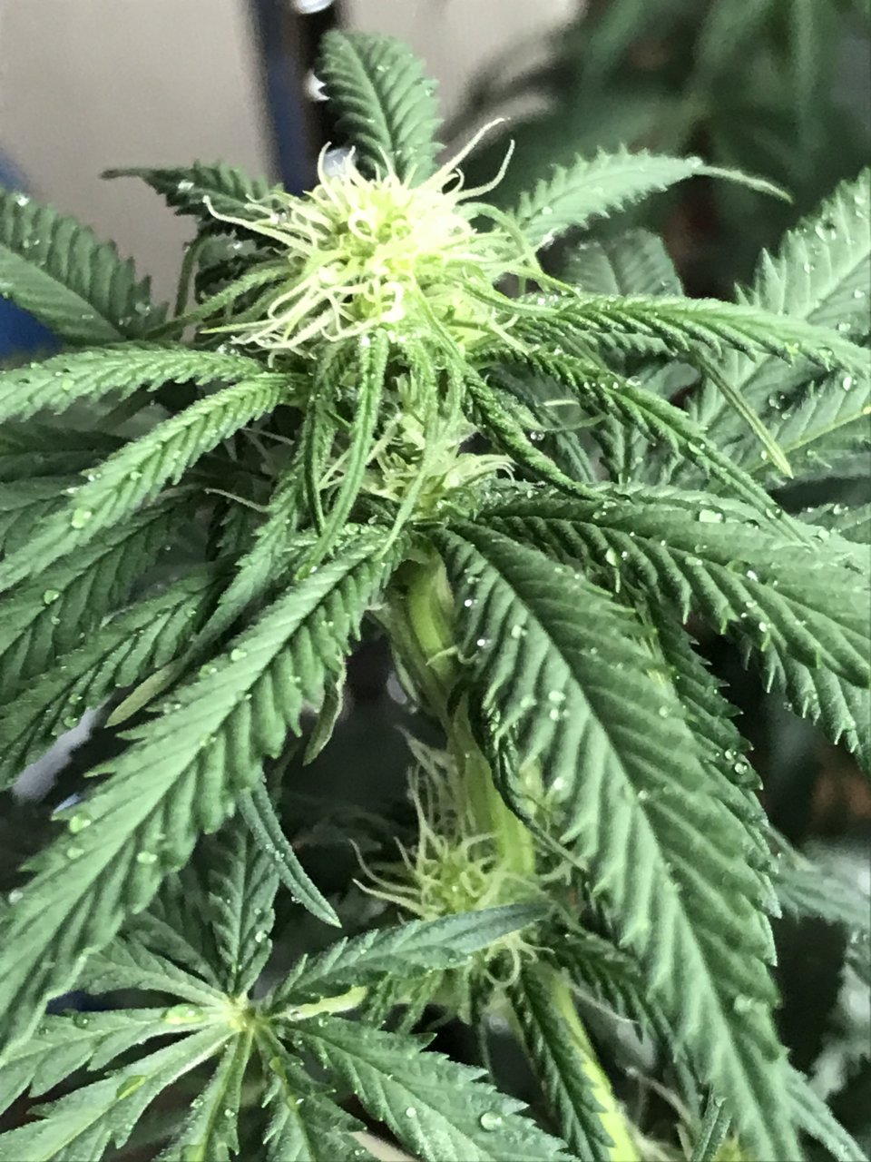 Girl Scout Cookies (Gina)-Day 11F-m.JPG