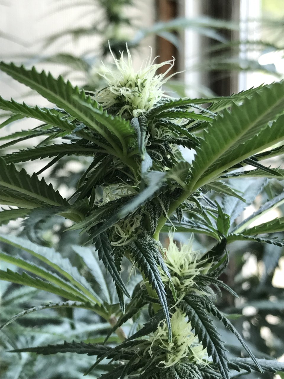 Girl Scout Cookies (Gina)-Day 11F-p.JPG