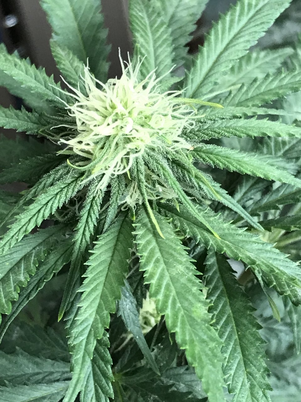Girl Scout Cookies (Gina)-Day 11F-r.JPG