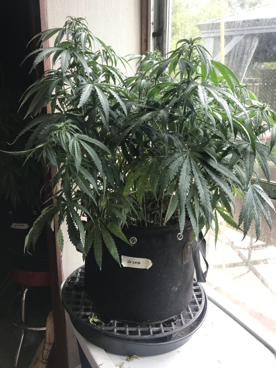 Girl Scout Cookies (Gina)-Day 1F-a.JPG